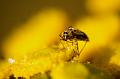 Pleins de goutte on attend le soleil